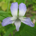 VIOLA ELATIOR seed image