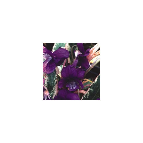 VIOLA MANDSHURICA 'FUJI DAWN' seed image