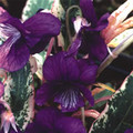 VIOLA MANDSHURICA 'FUJI DAWN' seed image