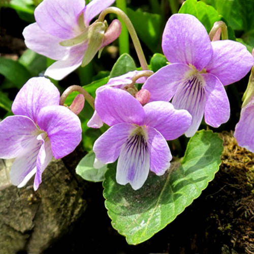VIOLA JOOI seed image