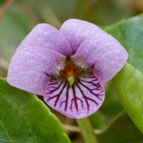VIOLA PALUSTRIS seed image