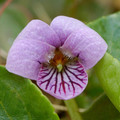 VIOLA PALUSTRIS seed image