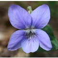 VIOLA RIVINIANA seed image