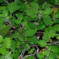 VIOLA TENUIS seed image