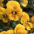 VIOLA X WITTROCKIANA 'TIGEREYE' seed image
