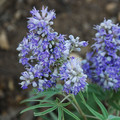 VITEX AGNUS CASTUS 'TEXAS LILAC' seed image