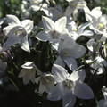 WAHLENBERGIA 'SNOW-CAP' seed image