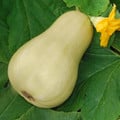 SQUASH WALTHAM BUTTERNUT seed image