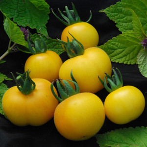 TOMATO WAPSIPINICON PEACH seed image