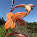 WATSONIA MERIANA VAR BULBILLIFERA (Bulbils) seed image