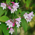 WEIGELA FLORIDA seed image