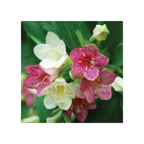 WEIGELA FLORIDA VERSICOLOR seed image