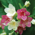 WEIGELA FLORIDA VERSICOLOR seed image