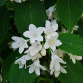 WEIGELA FLORIDA 'SNOWFLAKE' seed image