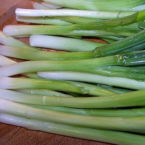 ONION WELSH (WHITE) seed image