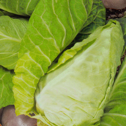 CABBAGE WHEELERS IMPERIAL seed image