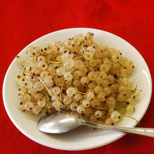 WHITE CURRANT (RIBES RUBRUM ALBA) seed image