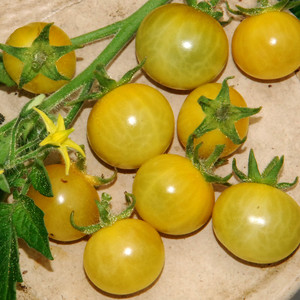 TOMATO WHITE CURRANT seed image
