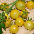 TOMATO WHITE CURRANT seed image