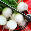 RADISH WHITE HAILSTONE seed image