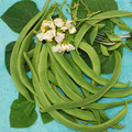 BEAN WHITE LADY seed image