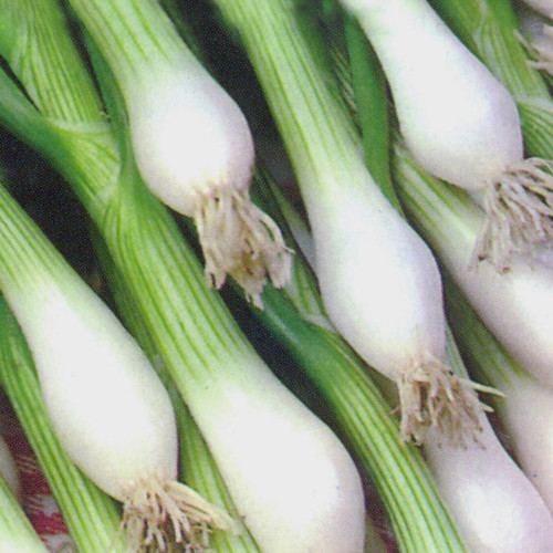 ONION WHITE LISBON WINTER HARDY seed image