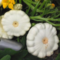 SQUASH WHITE SCALLOP seed image