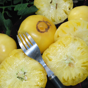 TOMATO WHITE TOMESOL seed image