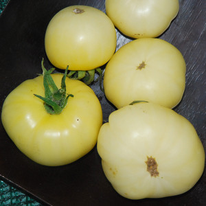 TOMATO WHITE WONDER seed image