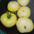 TOMATO WHITE WONDER seed image