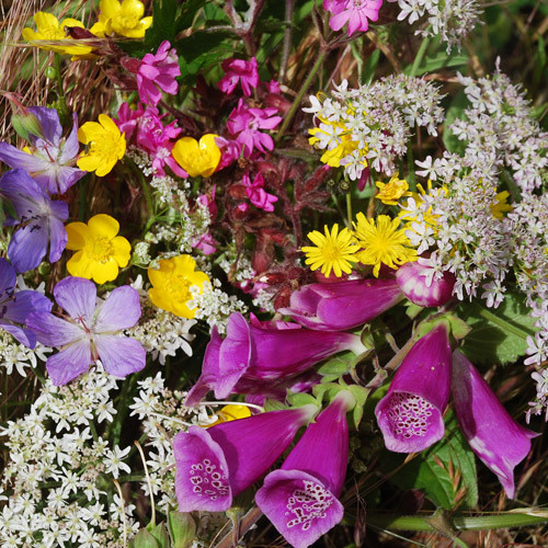 WILD FLOWER MIX - EARLY FLOWERING MIX seed image