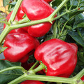 PEPPER WISCONSIN LAKES seed image