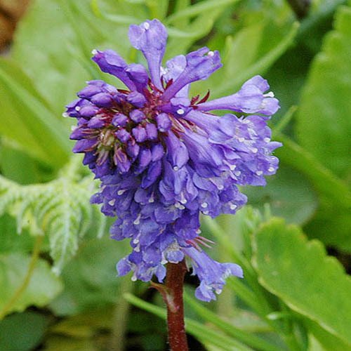 WULFENIA CARINTHIACA seed image