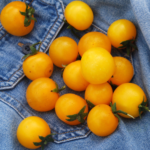 TOMATO YELLOW PYGMY seed image