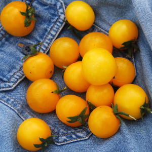 TOMATO YELLOW PYGMY seed image