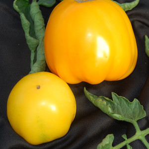 TOMATO YELLOW STUFFER seed image