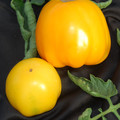 TOMATO YELLOW STUFFER seed image