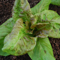 LETTUCE YUGOSLAVIAN RED seed image