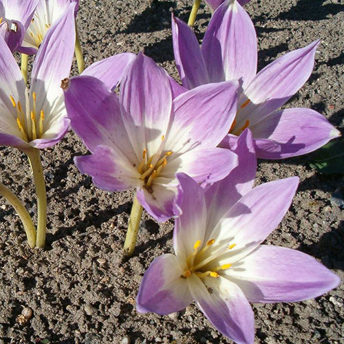 COLCHICUM SPECIOSUM BORNMUELLERI seed image