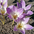 COLCHICUM SPECIOSUM BORNMUELLERI seed image