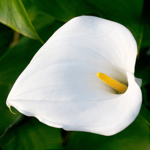 ZANTEDESCHIA AETHIOPICA seed image