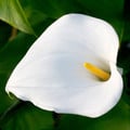 ZANTEDESCHIA AETHIOPICA seed image