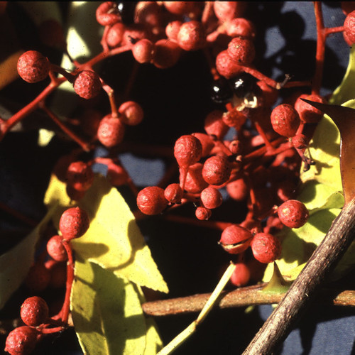 ZANTHOXYLUM SIMULANS seed image