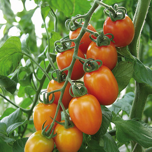 TOMATO ZANZIBAR F1 seed image
