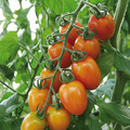 TOMATO ZANZIBAR F1 seed image