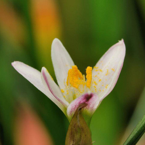 ZEPHYRANTHES MINIMA seed image