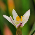 ZEPHYRANTHES MINIMA seed image