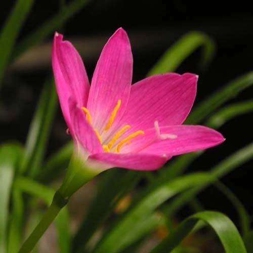 ZEPHYRANTHES ROSEA seed image