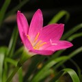 ZEPHYRANTHES ROSEA seed image