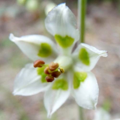 ZIGADENUS ELEGANS seed image